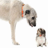 Orange AU Dog Collar