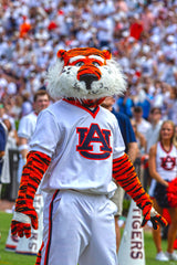 Aubie Images Framed Small